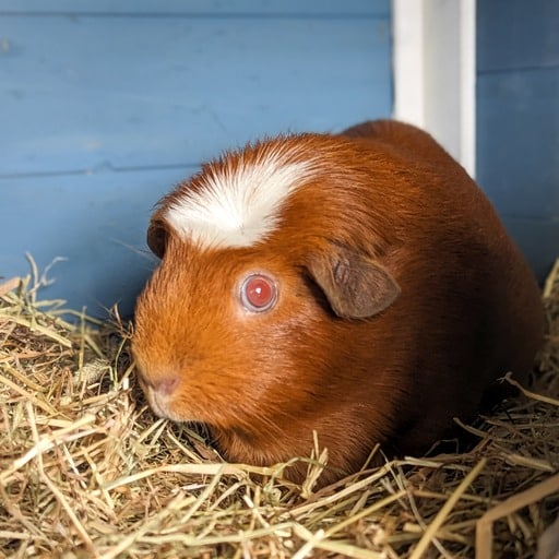 Celia Guinea Pig